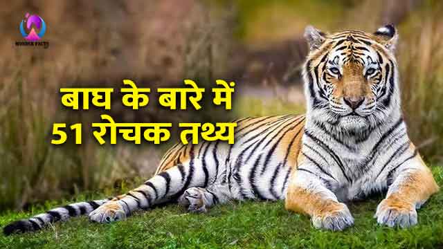 बाघ (टाइगर) के बारे में रोचक तथ्य | Facts About Tiger in Hindi | Wonder Facts  Hindi